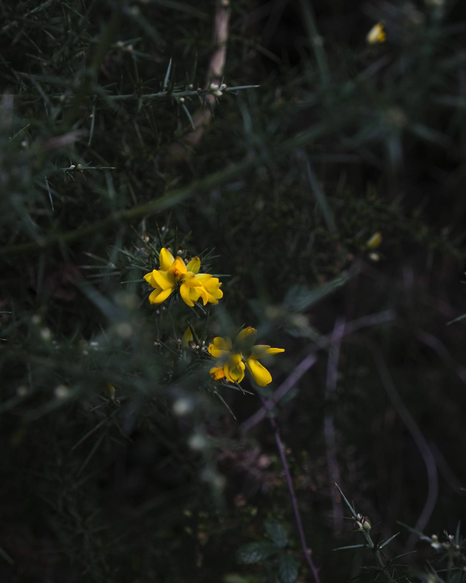 A yellow flower surrounded by dark green leaves.