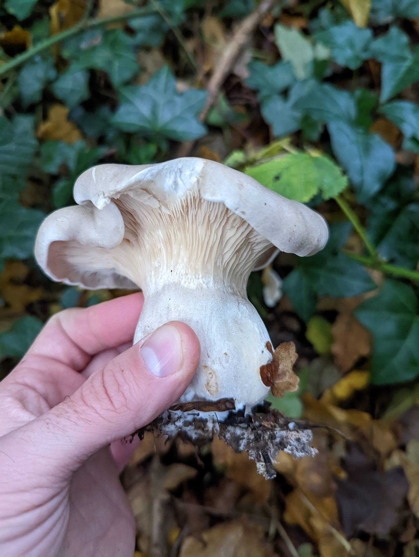Mushroom in my hand