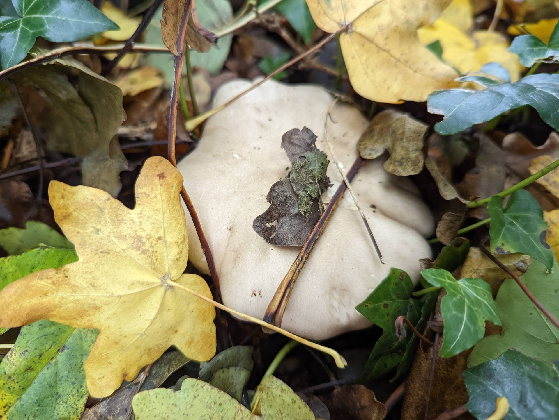 Mushroom in the nature