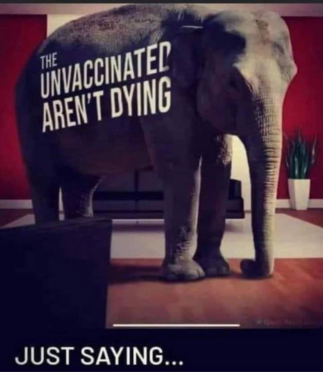 The elephant: The unvaxxed are not dying